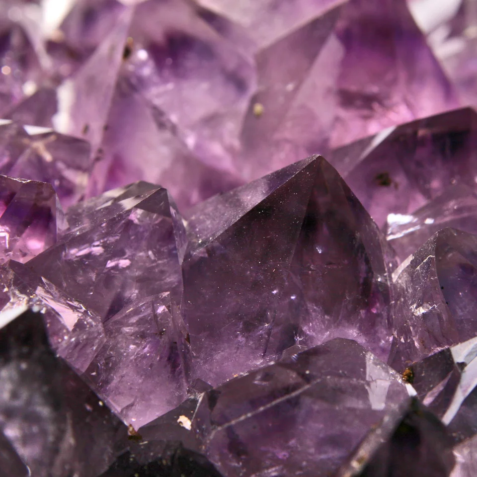 Amethyst Orchid